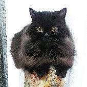Хотори Юдзука