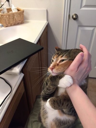 Сонный Котик