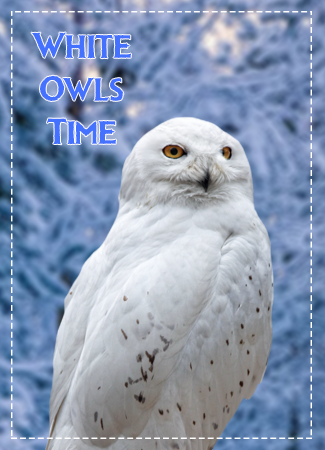 White Owls Time