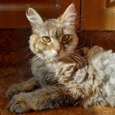 сараса
