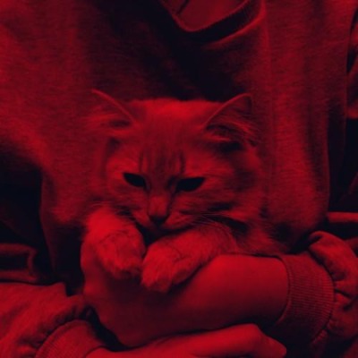 Оно кактус