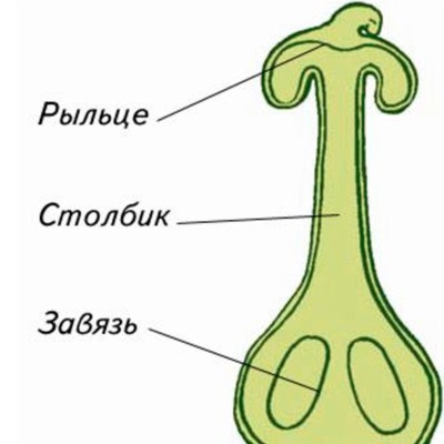 Tychynka_i_Pestyk