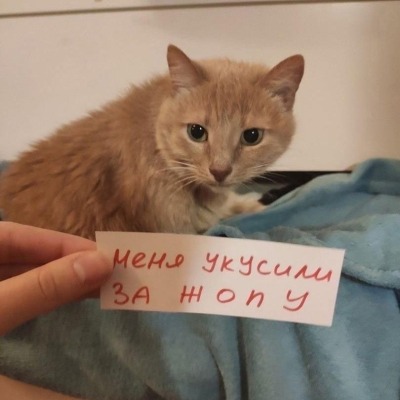 Бобкова Света