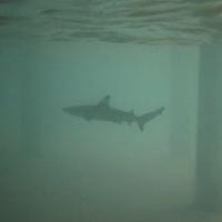 oceanic