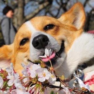 Sherlock Dog