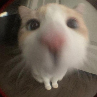 Кот Кэт