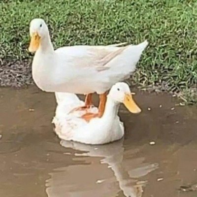 Унечка