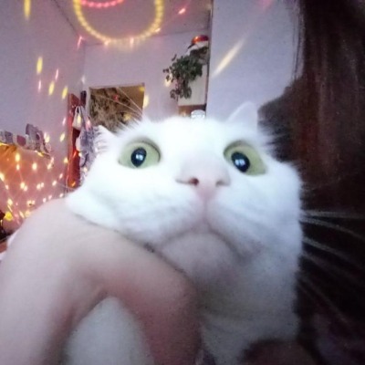 Кошка на аве моя