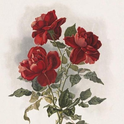 puramour