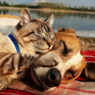 Kitty or dog