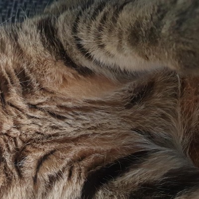 Omg_cat123e