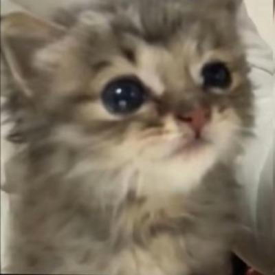 КошачийРай