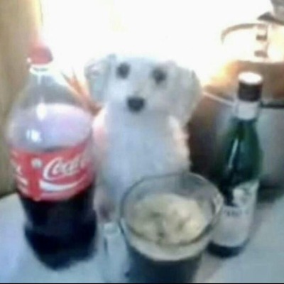 Ем котов