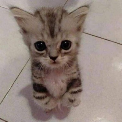 лохик