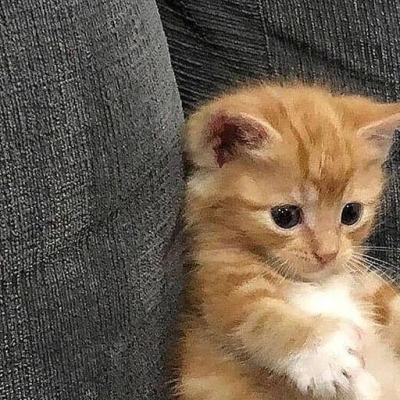 Карина Кириллова