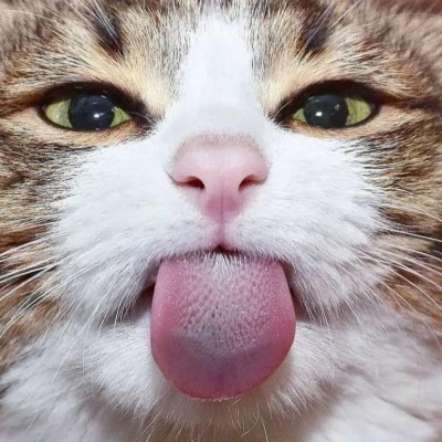 Ты милашcarrrrrr