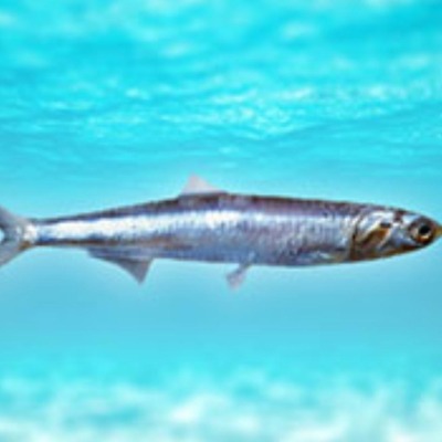Anochous
