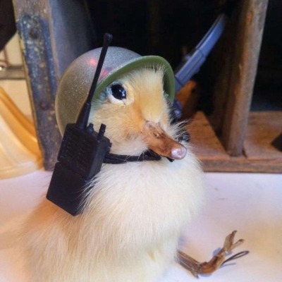 YaoiDuck
