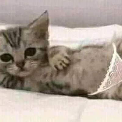 Сау_мяу