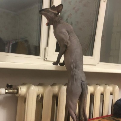 Крысиное Царство