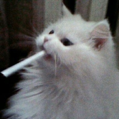 www.mya.t