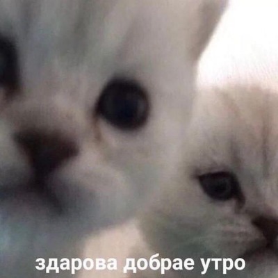 чихорчун кинни