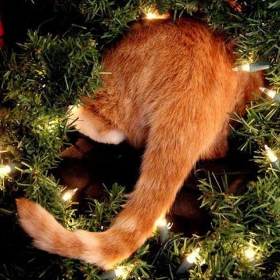 Кошка в гневе