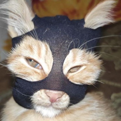 Ятутаяздеся