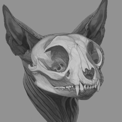 Old_Owl