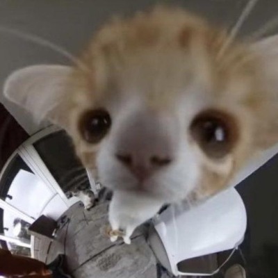 Xelloy kitte