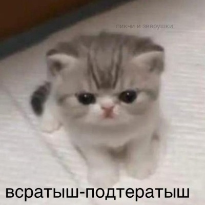 Гаф ой мяу