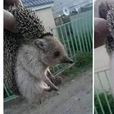 Одеяльная шаурма