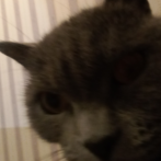 шaбoлдa