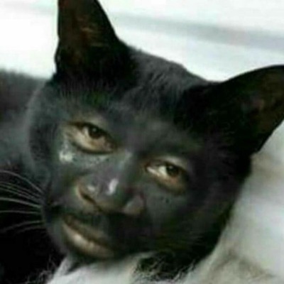 Умный кот