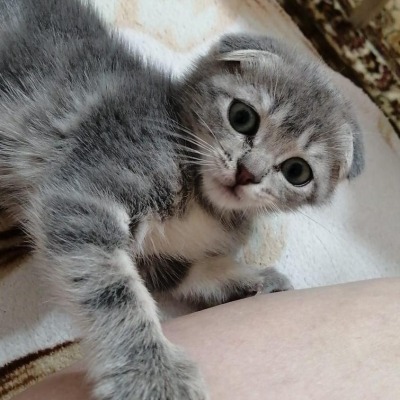 Kudiiiii