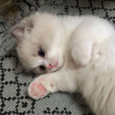 Кошки