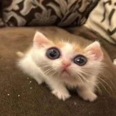 Mimi_kli
