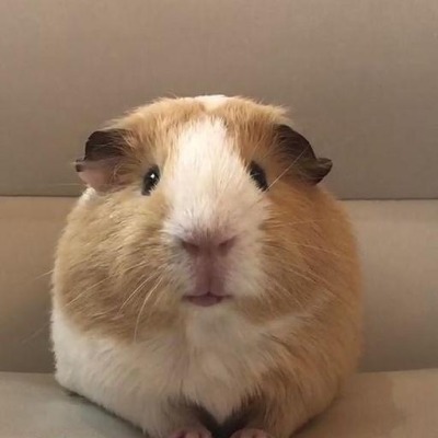 Littlepig