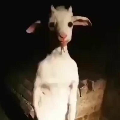 гандоплясхых