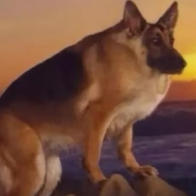 Ебy сoбaк