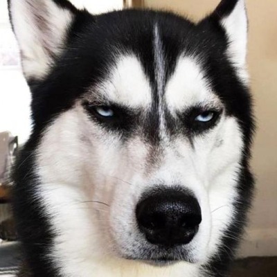 MeraWolf