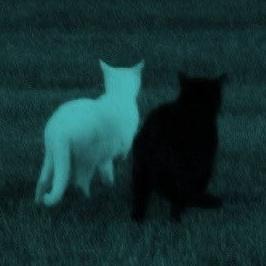люблю яой и котиков