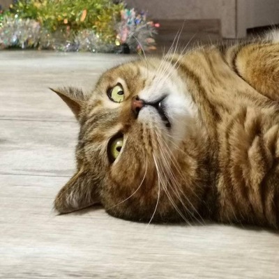 cartmansfluffy