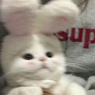 Полина Котя