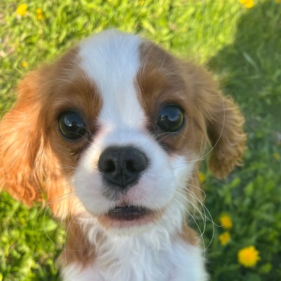 D Dorothy