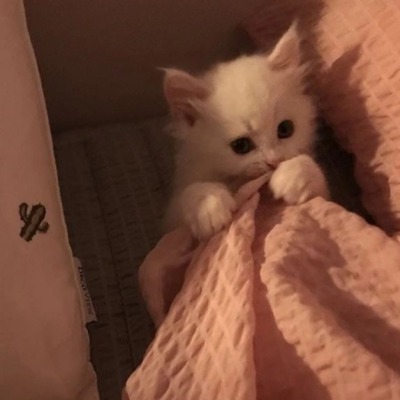 Банка сгущенки