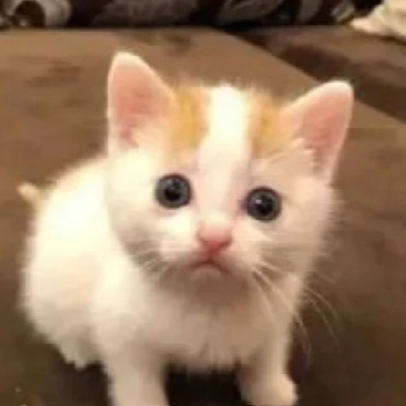 Лимк