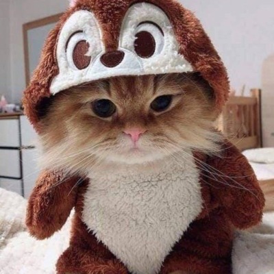 Чёрный кот ой РЫЖИЙ