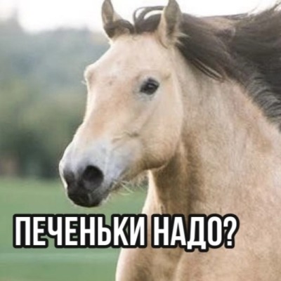 КоньЧаю