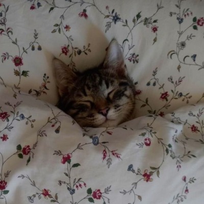Котейкинс Ю